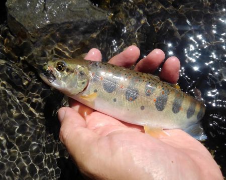 増水の渓でミノーイング